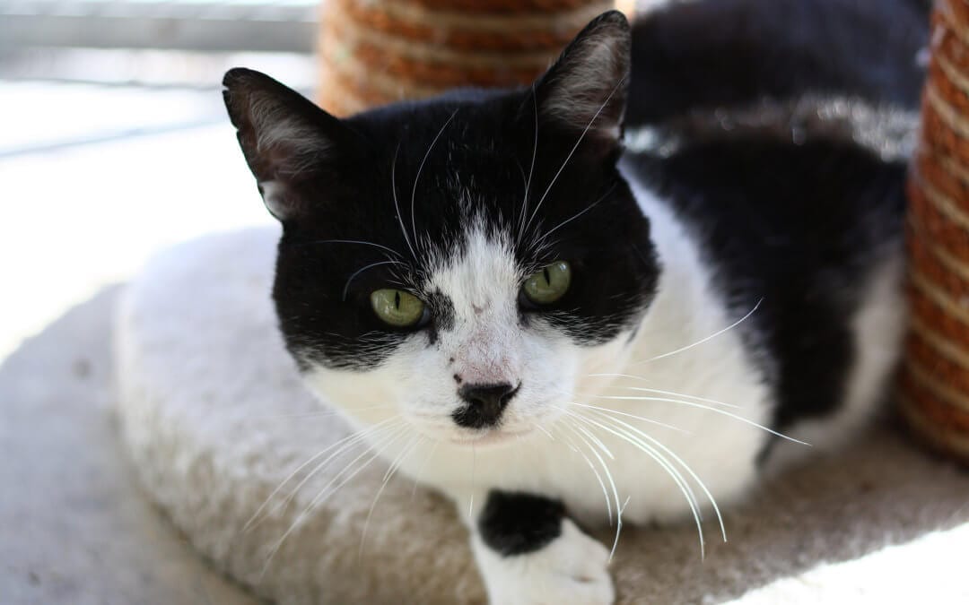 Caring for our shy cats