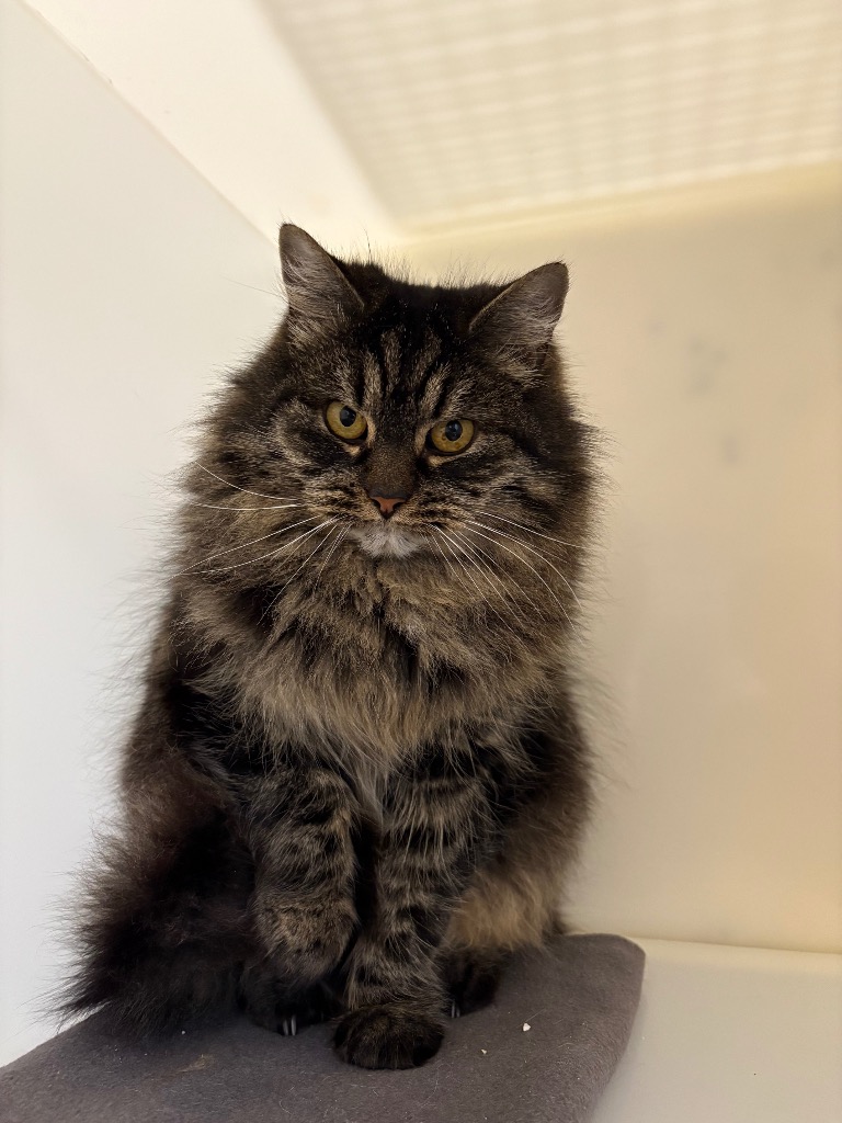 fluffy-15577