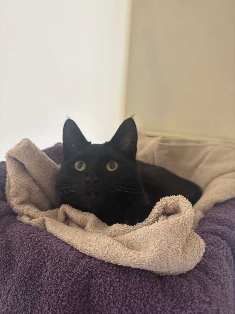 toothless-15735