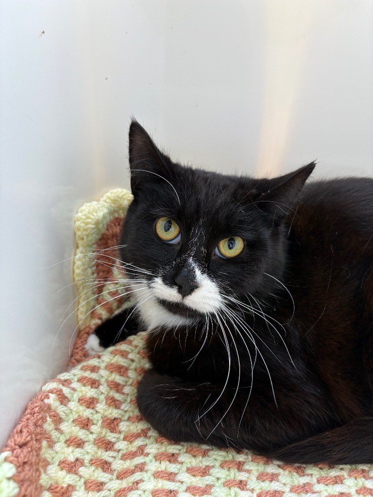 whiskers-15736