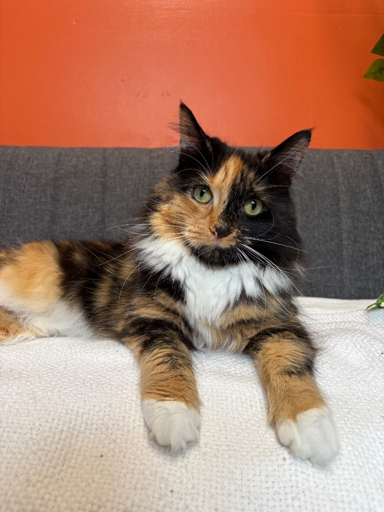 peggy-15708