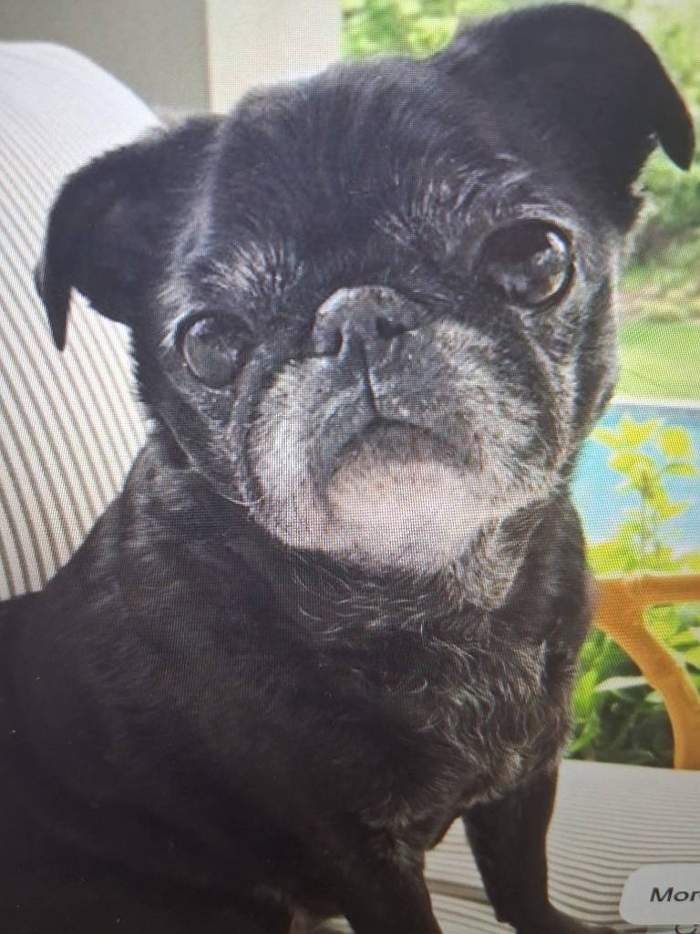 olly-ted-gherkin-15988