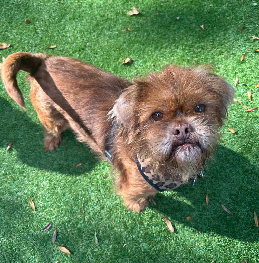 willow-halloumi-16041