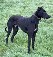 maggie-16193