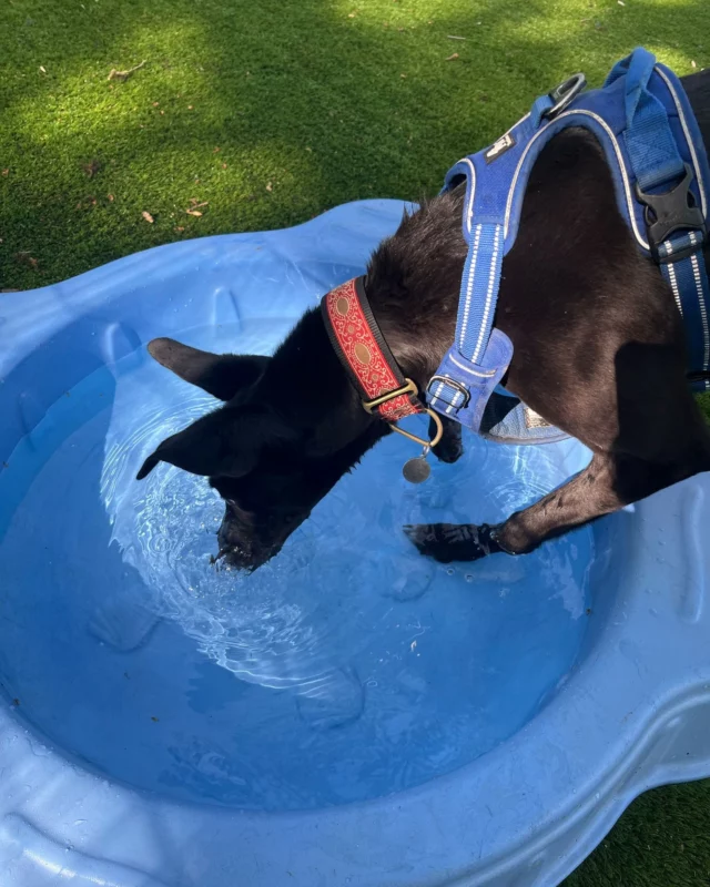 Keep Your Dog Safe This Summer! 🐾

As the weather continues to heats up, we want to remind all dog owners how to keep their furry friends cool, safe, and happy in the summer sun just like Waffle here!

🔥 Never leave your dog in a hot car — even for a few minutes. Temperatures inside can rise dangerously fast, even with the windows open.

🏖️ Exercise your dog during cooler parts of the day, like early morning or late evening, and always carry water with you. Hot pavement can burn paws — if it’s too hot for your hand, it’s too hot for their feet!

💦 Provide shade and fresh water at all times, whether you’re out and about or at home. Dogs can overheat quickly, especially flat-faced breeds, older pups, and those with thick coats.

🚨 If you see a dog in a hot car and they appear in distress, call 999 immediately. This could save a life.

Let's make this summer safe and enjoyable for our four-legged friends! 🐕💛

#RSPCA #DogDays #PawsInTheShade #StayCoolPup #DogsInCarsDie #PetHeatSafety
#SafePetsHappyPets #CoolCanines #SummerDogTips #AnimalWelfare #DogLife #RscueDog #HappyDog #HappyTails #WeatherWarning #SummerDays #PetCare