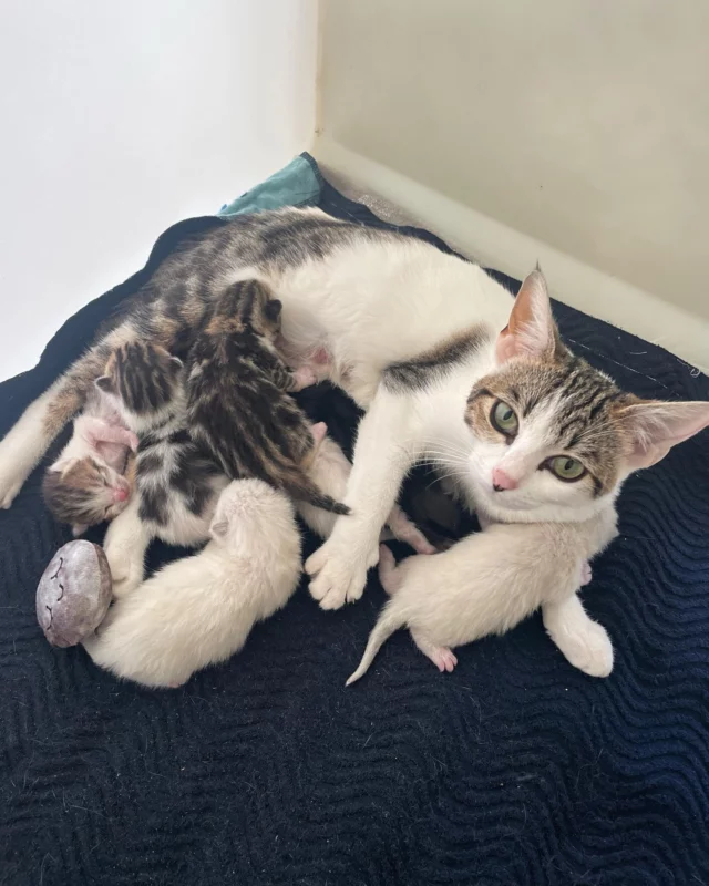 Just ahead of VE Day last week, our cattery received a surprise guest, a new feline mum and her seven tiny, one-day-old kittens 🐾 With kitten season in full swing, our cattery is already at capacity, but we could not turn away this precious family.

Although we couldn’t place them in our dedicated mother-and-baby pods due to space, this gentle and affectionate mum—now named Vera Lynn—is comfortably raising her kittens in the privacy of a covered pod, where she’s doing an incredible job ✨🥰

Vera Lynn will continue nursing her babies until they’re ready for adoption. And in honour of VE Day, we’ve given them names befitting the occasion: Lancaster, Cromwell, Major, Spitfire, Matilda, Poppy, and Churchill.

#AdoptDontShop #CatAdoption #RescueCat #ForeverHomeNeeded #AdoptMe #CatsOfInstagram #wedding #AnimalSanctuary #CatLovers #CatRescue #FurreverHome #RescueCatsOfInstagram #PetAdoption #AdoptAPet #CatMum  #PurrfectMatch #ForeverHome