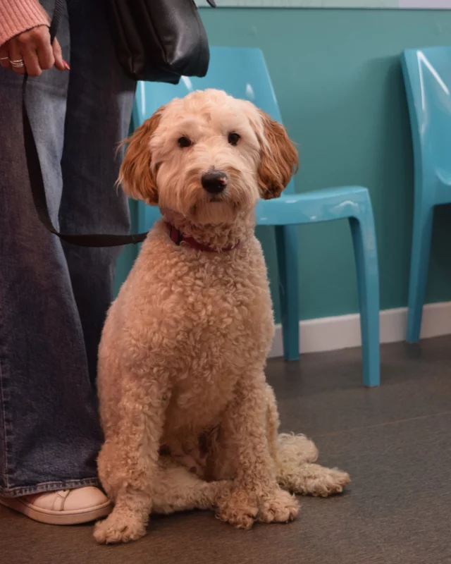 The lovely Doris makes history as the very first client of Barney & Bella Vets today, what a milestone!🐾 ✨

She came in feeling a little under the weather with an upset tummy, but was an absolute star for vet Emily during her check-up! 🌟🩺

Doris has gone home with some medicine and lots of love, and we’re wishing her a speedy recovery so she can be back to her bouncy, tail-wagging self in no time! 💖

We’re so proud to have had Doris as our first furry visitor, here’s to many more! 🐾

#FirstClient #VetVisit #PawsAndHealing #DoggyMilestone #PupDate #RSPCA #RescueDog #PetCare #Independentvet #PublicVet #HappyDog #DogLovers