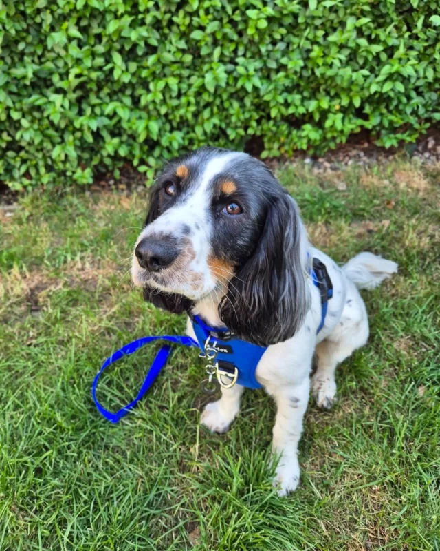 Mable’s Success Story! 🐾💖

Sweet Mable recently celebrated her 2nd birthday in her forever home after being adopted as a puppy in 2023! 🏡 Since then, she’s been working hard on her training and has officially qualified as a therapy dog! ✨

She loves the extra attention that comes with her new role and proudly wears her very own uniform—collar and lead included! 

When she’s off duty, Mable enjoys long walks and can’t resist splashing around in the water on warm days!☀️

We’re so proud of this good girl and her amazing journey! 💕🐕

#RSPCA #AdoptDontShop #TherapyDog #GotchaDay #RescueDogLove #DogLovers #RescueDog #HappyDog #HappyTails #DoggySuccessStory #ForeverHomeFeel #PawsitiveVibes #WaterLover #DogLife