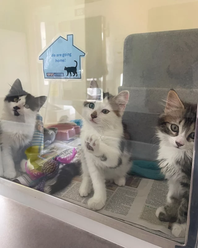 Forever Home Friday! 🏡🐾

Dewdrop, Lyra, and Nimbus, three adorable kittens born right here at Woodside, have all found their purrfect forever home… together! 🐾

It’s not always easy to find a family willing to adopt bonded cats, let alone three siblings, so we’re over the moon to see these little ones head off on their next adventure as a trio! 

We’re so happy knowing these fun-filled kittens will continue growing up side by side in a loving home. 💞🐾

#RSPCA #ForeverHomeFriday #TripleTheLove #AdoptedTogether #SuccessStory #RescueKittens #RescueCat #HappyTails #KittenJourney #PurrfectMatch #CatAdoption #AdoptDontShop #FurryFamilyGoals #Leicesterkittens #LeicesterRescue #LeicesterCats #ForeverHome #Gotchaday