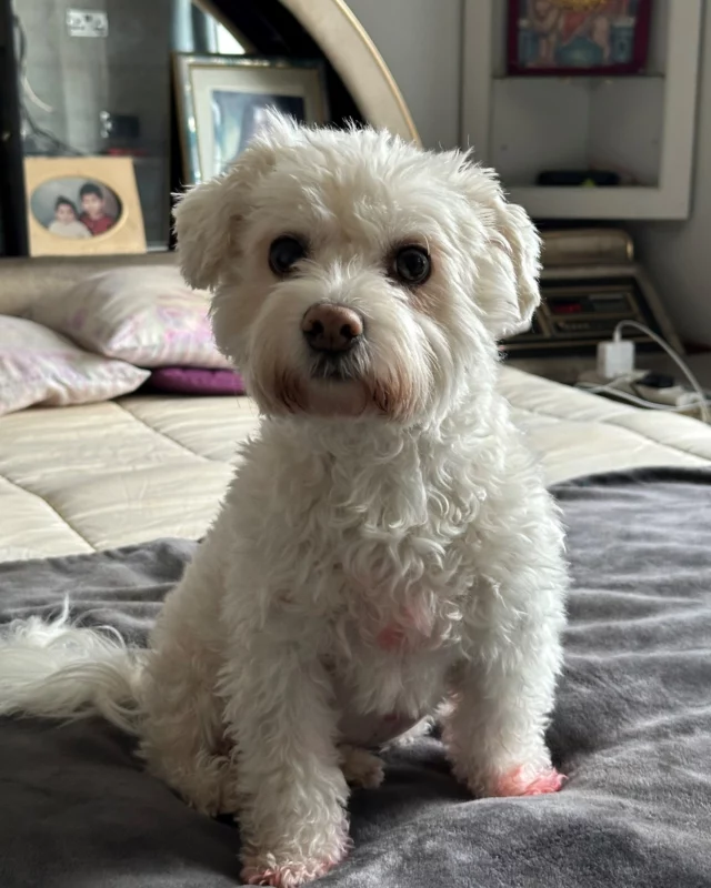 Supporter Sunday 💖

Today, we’re sending love and thanks to Frosty’s wonderful family, who made a generous donation of pet food to our centre in honour of their beloved dog.

Losing a pet is never easy, it's a deeply emotional time when a cherished companion crosses the rainbow bridge 🌈

Through their kindness, Frosty's family has helped many animals in our care, and we know he would be proud. 🐾

#RSPCA #AdoptDontShop #PetLoss #SupporterSunday #InLovingMemory #RainbowBridge #Legacy  #PetLossTribute #RescueDogs #RescueSupporters #ForeverInOurHearts 🐶🌟