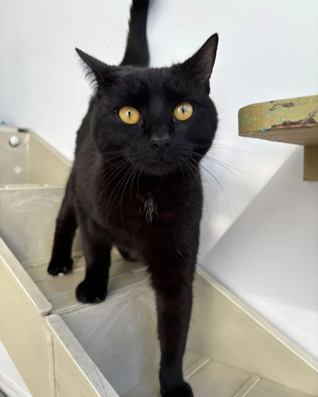 Available Black Cats! 🐾

It’s an unfortunate truth in animal rescue that black cats are often the last to be adopted and the first to be overlooked. Despite being just as loving, playful, and wonderful as their colourful counterparts, black cats face a few unfair hurdles including superstition and stigma. They may also blend in at busy shelters as they don’t grab immediate attention, especially as kitten season starts to role in. 😿

But at Woodside, we know black cats can make amazing family members. Once you look past the myths, you’ll find a loyal and loving companion. Right now, we have several beautiful black cats waiting for their forever homes. ✨🏡

In order: Obsidian, Salem, Cindy, Fudge, Ember & Toothless - Please get in touch if you're looking for a black cat companion 🐾🥰

#RSPCA #RescueCats #BlackCat #blackcat_features #ForeverHome #AdoptMe #Adoption #AdoptDontShop #LeicesterCats #AdoptACat #RescueAnimals #HappyCat