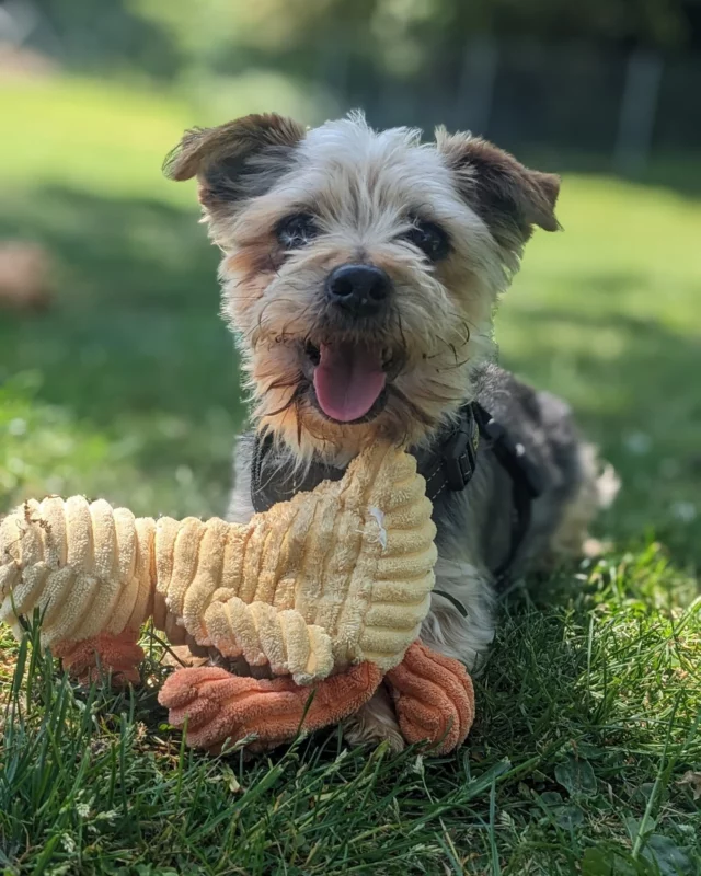 Happy National Rescue Dog Day! 🐶

Today we celebrate the incredible strength, resilience, and love of rescue dogs everywhere, just like our special boy Rocky! 

Many rescue dogs haven’t had the easiest start in life, and may need a little extra patience and understanding when meeting new people. But with the right match, they can absolutely thrive. That’s why our Animal Journey Team takes meticulous care when pairing each dog with their ideal forever home🏡✨

🐾 Meet Rocky – a handsome, playful pup who's made great progress with handling since arriving at Woodside. He’s learning to trust, but will need an owner who is confident, attuned to canine body language, and willing to give him space when needed.

Once Rocky feels safe, he LOVES a fuss and a good play session with his toys as you can see! More about Rocky: https://www.rspcawoodside.org.uk/pet/view/rocky-2/

#NationalRescueDogDay #RescueDogLove #AdoptDontShop #ForeverHomeWanted #WoodsideRescue #SecondChances #RescueDogJourney #AdoptMe #ForeverHome #GotchaDay #Adoption #PawsitiveChange 🐾❤️