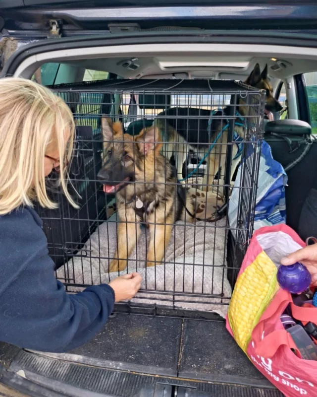 Forever Home Friday! 🐾

It was a bittersweet farewell for beautiful German Shepherd puppy Angel - now lovingly renamed Onyx - who found her perfect forever family last week! 💕🏡

Her new family reports that she’s settling in wonderfully and having a blast with her new sibling, Saxon with plenty of playtime to keep them both happily worn out!🐶

We’re absolutely thrilled to see this lovely pup beginning to thrive in her new home. Wishing Onyx a lifetime of love, fun, and belly rubs! ✨

#RSPCA #AdoptDontShop #ForeverHome #GotchaDay #RescueDogLove #DogLovers #RescueDog #HappyDog #HappyTails #PawsitiveVibes #DogLife