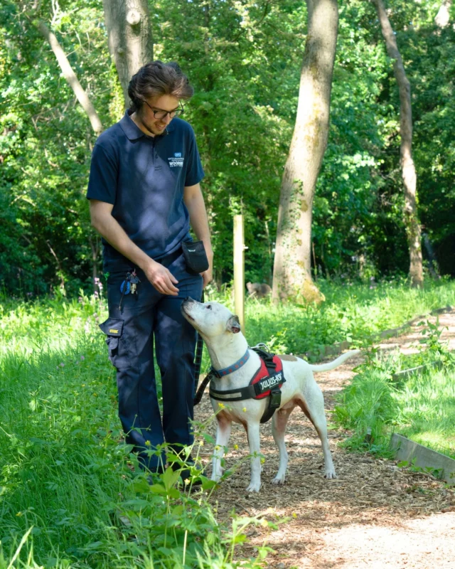 Donations needed for new scent work training! 🐾✨

At Woodside Rehoming Centre, we care for up to 60 dogs at any one time, each with their own story, their own trauma, and their own need for rehabilitation. 

For many, the bond between dog and human has been broken. Rebuilding that trust takes time, training, and skill. We need your support to fund essential scent work training for our team - a program that will transform how we care for the dogs who need us most. 🐶

In a shelter environment, scent work can be life-changing✨It brings joy, provides purpose, and can help even the most traumatised dogs feel safe again 💙 Studies show that enrichment activities like scent games can significantly improve both the welfare of dogs and their chances of being adopted. 

To donate, head to ‘ways to give’ - ‘Donate’. Thank you for your support.

#RSPCA #Donation #Crowdfunder #ScentWork #DogTraining #ForeverHome #AdoptMe #Adoption #AdoptDontShop #LeicesterDogs #AdoptADog #RescueAnimals #HappyDog #Staffy #DogLovers