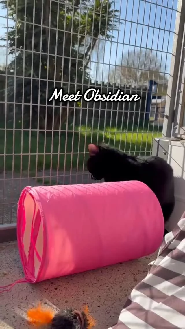 Obsidian has been with us for 10 weeks with no interest 😢🐾 could this gentle boy be the perfect cat for you? 

#rspca #adoptdontshop #foreverhome #rescueanimals #adoptme #adoptacat #rescuecat #blackcat #happycat #adoption