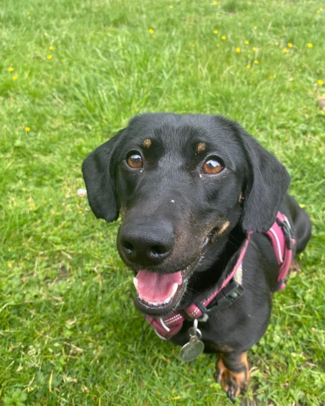 Lila Needs a Home! 🏡

Lovely Lila hasn’t had much interest, but she’s come so far! 🥹 She’s a gentle soul who found kennel life scary, but she’s made huge progress and is learning to trust. 🌟

Lila needs an adult-only, pet-free home with an experienced owner. She can be shy at first, so she’ll need a few visits at Woodside to build a bond. 🐾

With patience and love, Lila will be your most loyal friend💕 

Find out more here: https://www.rspcawoodside.org.uk/pet/view/lila/

#RSPCA #AdoptDontShop #AdoptMe #LeicesterDogs #HappyDog #ForeverHome #Adopt #RescueDog #ForeverHomeNeeded #happytails🏠🐕