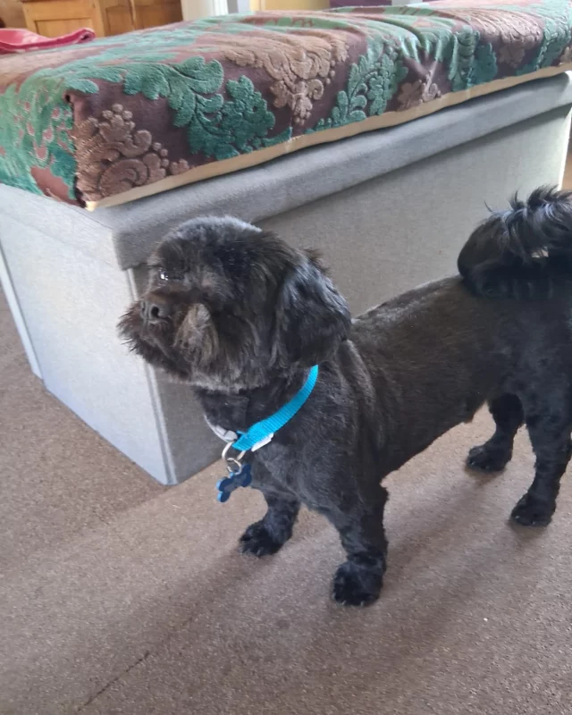 A double forever home Friday! 🏡

These two lovely dogs came to us from a multi-dog household and spent many months in our care — Ham for 8 months and Chutney for 10 — before finally finding their forever homes. While they went to separate families, both were lucky enough to join homes with resident doggy companions, and it's been a perfect match! 💕

Chutney has settled in beautifully in his new home of almost two months. He adores playtime and walks with his canine pal Honey and loves winding down with his family in the evenings to watch TV. He recently had his first professional groom since leaving Woodside — a big and brave milestone for him! 🐕

Ham (now Bonnie) has been in her new home for just over three months. She’s loving life with her new best friend Buster — enjoying daily walks, playing in the garden, and snuggling up on the sofa and bed. She’s even been out for a pub lunch! 🍽️🐶

We’re so thrilled to see both of them thriving. Thank you to their wonderful new families for giving them the love and security they deserve. ❤️

#RSPCA #ForeverHomeFriday #Adopted #SuccessStory #RescueDog  #HappyTails  #AdoptDontShop  #Leicesterdogs #LeicesterRescue #ForeverHome #Gotchaday