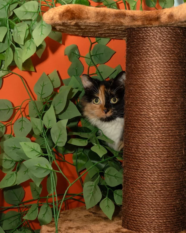 Meet Peggy, available for adoption! 🌸

Looking for a loyal companion who knows the value of both cuddles and personal space? 🐾 Peggy might just be your perfect match!

Initially a little timid, Peggy has blossomed into a sweet, loving, and independent girl. 💕 She adores playtime and cuddles with our team, but also enjoys quiet "me time," gazing out the window.

Peggy is looking for a calm, adult-only home with no other pets. To help her settle in smoothly, she’ll need her own room to start with -  just a little space to feel safe and find her paws. 🏡

If you think Peggy could be your new best friend, get in touch — she’s ready to steal your heart. 💖 https://www.rspcawoodside.org.uk/pet/view/peggy/

#AdoptMe #CatAdoption #RescueCat #AdoptDontShop #FelineFriendship #CatLove #ForeverHome #Adoption #RescueCat #CuteCat #catsofinstagram #PetCare #CatRescue #GotchaDay