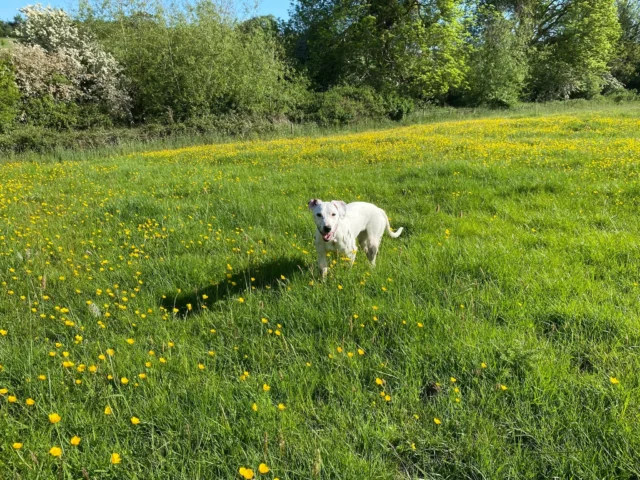 🏡 Forever Home Friday!

Lovely Poppy, now known as Pippa, is celebrating one month in her forever home and she’s absolutely thriving! 💕

After spending 6 weeks at Woodside, it’s wonderful to see her so happy and settled. She’s loving her walks, her food, her toys—and of course, all the fuss and cuddles she can get! 🐕

Her new family shared:
"She has made a wonderful, loving pet and we love having her around. Thanks to all at Woodside!" 💖

We're so thrilled for Pippa and her family. This is what it’s all about, happy endings and new beginnings 🐾✨

#ForeverHomeFriday #AdoptDontShop #HappyTails #RescueDog #DogAdoption #SuccessStory #Rescue #Adopted #HomeAtLast #ForeverHome #RSPCA #RescueAnimals