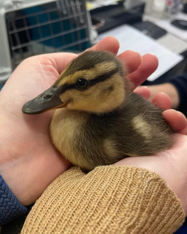 Although we’re a rehoming centre for cats and dogs 🐾, every now and then we have the privilege of helping wildlife in need. 

These 8 tiny ducklings 🐥 were brought to us by the local water board after close observations and no sign of mum nearby. Our vet team gave them a quick check-up, moved them into a clean, cosy carrier with fresh water, and ensured they were safely transported to @leicestershirewildlifehospital where they’ll get all the specialist care they need. 🦆

#DucklingRescue #WildlifeCare  #AnimalWelfare #VetCare #LeicestershireWildlife  #Wildlife #Ducklings #CuteAnimals #DuckLover #RSPCA #AdoptDontShop #WildlifeRescue #Charity #RescueAnimals