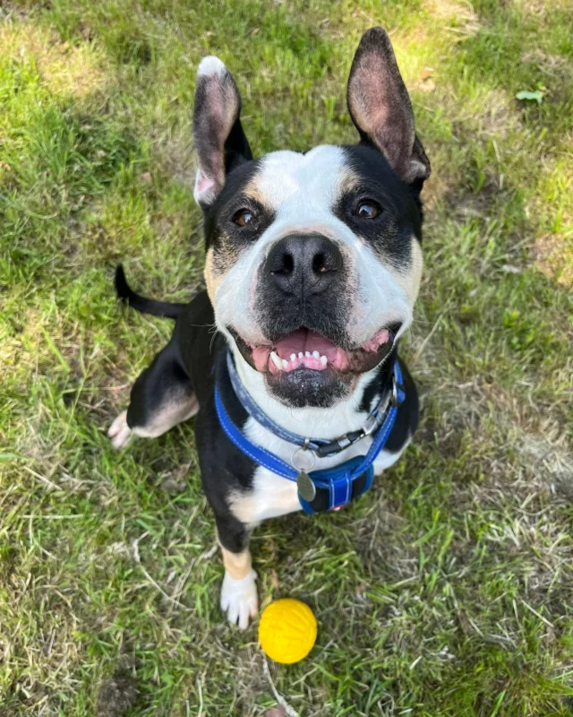 Kieser is still waiting — let’s get him the attention he deserves! 🐾

Kieser is a sweet, loyal boy who just needs a little time to get to know you. He can be a bit shy at first, but with a few treats (and a bit of patience), he’ll soon become your best friend!

He loves his toys, enjoys a good fuss, and is full of potential - he just needs the right home to shine.

Kieser is looking for:
✔️ An adult-only home (16+)
✔️ A home where he’s the only pet
✔️ Someone willing to guide him with a bit of food manners training

This lovely boy has been in the shelter since March, and it’s time he found his forever family. Could that be you?

📍 If you think Kieser could be your perfect match, please get in touch today: https://www.rspcawoodside.org.uk/pet/view/kieser/

#Adoptme #RescueDog #AdoptDontShop #ForeverHomeWanted #ShelterDogLove  #rescuepets #dogslookingforhomes #doglovers #funnydog #rescuedogs  #adoption #adoptadog #foreverhome #RSPCA