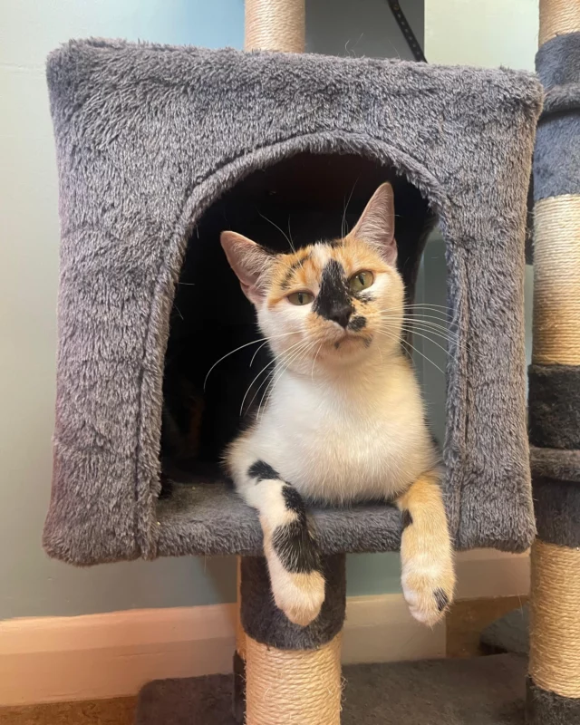 Don't forget to keep your cats cool too - Hot Weather Safety Tips 🐾

Cats love the sun, but they can overheat too, here’s how to keep them safe:

✅ Always provide fresh, cool water
✅ Keep curtains closed & windows secure
✅ Use fans or cooling mats indoors
☁️ Give shaded spots for outdoor cats
🧴 Apply pet-safe sunscreen to pale ears/noses if outside
⚠️ Signs of heatstroke: lethargy, panting, drooling, vomiting - call your vet immediately

Stay cool, stay safe! 😺

#rspca #rescueanimals #rehoming #foreverhome #adoption #veterinary #animalcare #CatCare #PetSafety #CoolCat #RescueCat #Animalrescue #cutecats