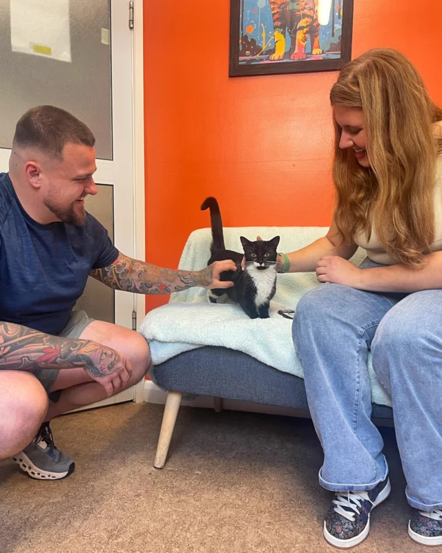 Socialisation is SO important for our resident cats 🐱 It helps them build trust, gain confidence, and get ready to settle into their forever homes🏡

Our amazing volunteers spend time each day giving the cats love, attention, and playtime. Plus, potential adopters get to meet the cats in our cosy family room - a safe, home-like space where special bonds begin 💞

Why is interaction so important? Because it helps our cats feel secure around new people, reduces stress, and gives us insight into their unique personalities, making it easier to find their perfect match ✨

Today, 11-month-old Marceline had a lovely visit from Libbie and Ryan! She soaked up all the fuss and loved every minute of it 🐾 What a little star! 🌟 Marceline will be available for adoption soon. Check out our available cats online.

#RSPCA #AdoptMe #CatAdoption #ForeverHome #RescueCats #AdoptDontShop #CatLove #FelineFriends #CatCuddles #MeetAndGreet #PetRescue #RescueCat #TuxedoCat #CatOfTheDay